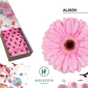 gerbera alison