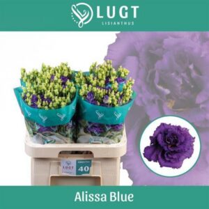 eustoma alissa blue