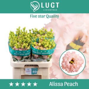 Alissa-peach