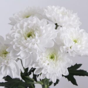 chrysant spray altaj