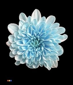 chrysant spray dyed altaj pastel blue