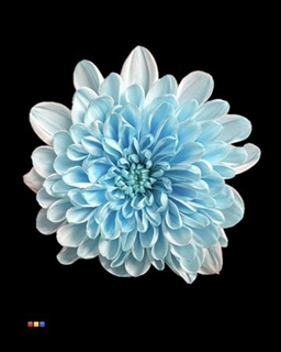 chrysant spray dyed altaj pastel blue