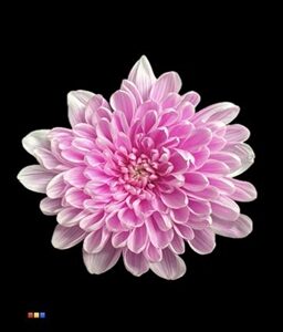 chrysant spray dyed altaj pastel cerise