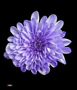 chrysant spray dyed altaj pastel cerise