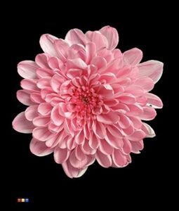 Chrysant Spray Dyed