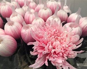 Chrysant Blooms Dyed