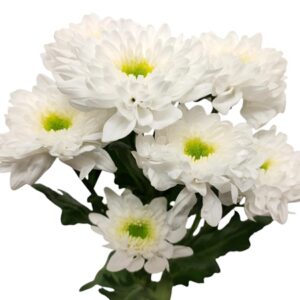 chrysant spray commander