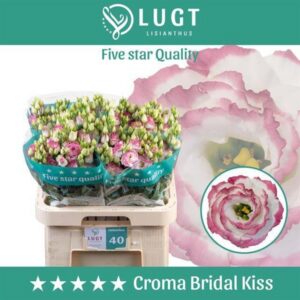 Croma-bridal-kiss