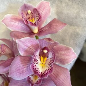 Cymbidium