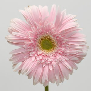Gerbera Big