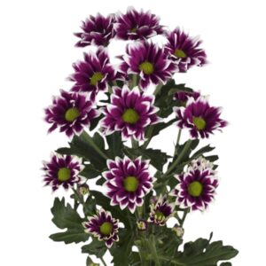 chrysant spray commander