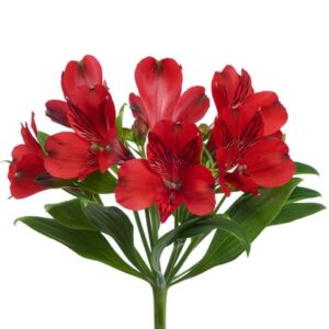 Alstromeria