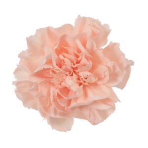Carnation
