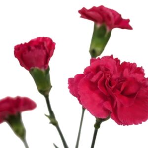 Carnations Spray
