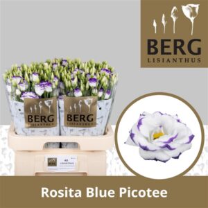 eustoma rosita blue picotee