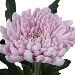 Chrysant Blooms