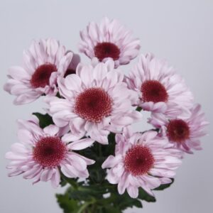 chrysant spray stresa