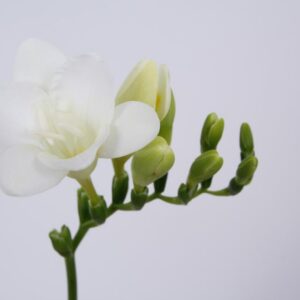 freesia volante (copy)