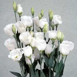 eustoma classic white